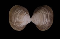 藏品(方形蹄蛤)的圖片